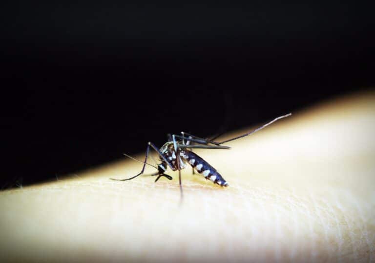 לשים קץ למכת היתושים